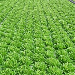 Aqua Grow B.V.