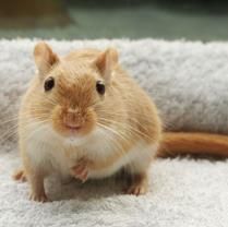 Gerbil.nl