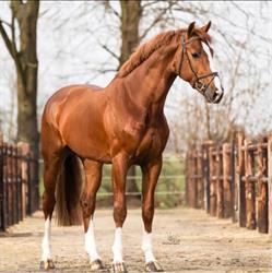 Invictus B.V.