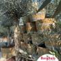 # 62
