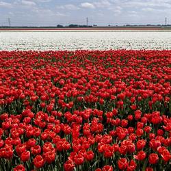 VaVi Tulips van Vilsteren C.V.