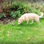 Hondenuitlaatservice-Viola-Leersum-hond-uitlaten