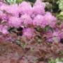 Rhododendron en Acers
