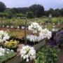 Agapanthus