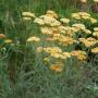 duizenden vaste planten