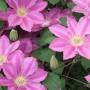 Veel Clematis soorten