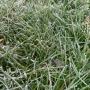 bevroren gras