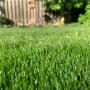 groen gras