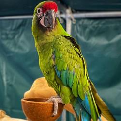 Aquarif Parrots - Alles voor uw dier
