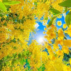 Bij Mimosa