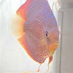 Aquariumspeciaalzaak Rainer