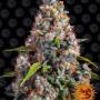 Strawberry cheesecake auto