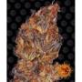 cannabis zaden