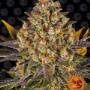 weed