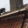 Dakreparatie in Veenendaal