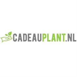 Cadeau Plant