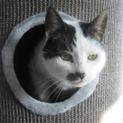 kattenpension Andijk