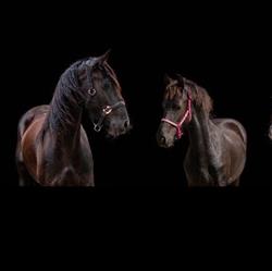 Valencia's Stables
