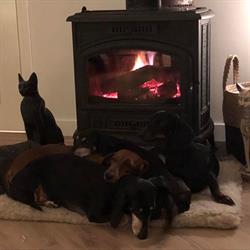 teckelkennel v.d. waerdse keizers