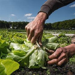 Stichting De Groenteboerin