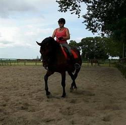 Passie voor Dressuur