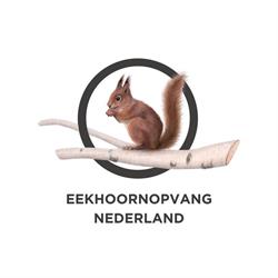 Eekhoornopvang Nederland