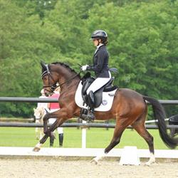 JLHorses