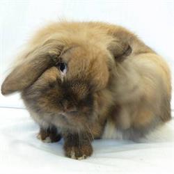 Rabbit Balance Premium Chanty Place