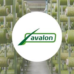Avalon Grass