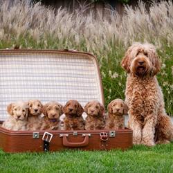 Doodle Madness australian labradoodles