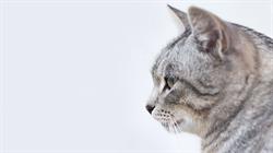 Stichting Dierenvoedselbank Zeist