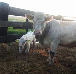 Dierenartsencombinatie Overschelde B.V.