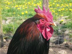 Boerderij Fraam