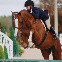Burgers Stables Sporthorses