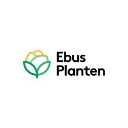Ebus Planten
