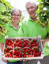 Van Enckevort Aardbeien