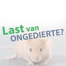 Lastvanongedierte.com