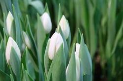 Schouten Tulips