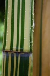 PERK Botanical Nursery & Garden bamboo - grasses - exotics