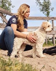 Dierfysiotherapie Liemeer