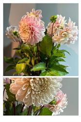 De Lelie bloemen