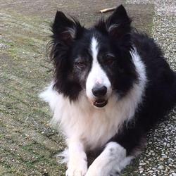 Bearly's Honden Service