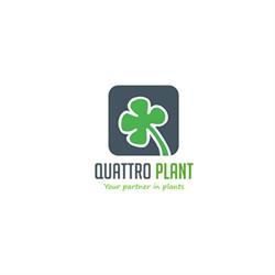 Quattro Plant