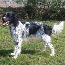 Grote Münsterlander kennel vh Meekenesch