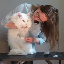 CharmanteKat