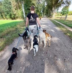Doggybalance