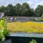 Bloeiend groendak Gouda