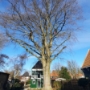 TreeUnit - 2