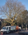 TreeUnit - 4
