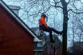 Boom Snoeien